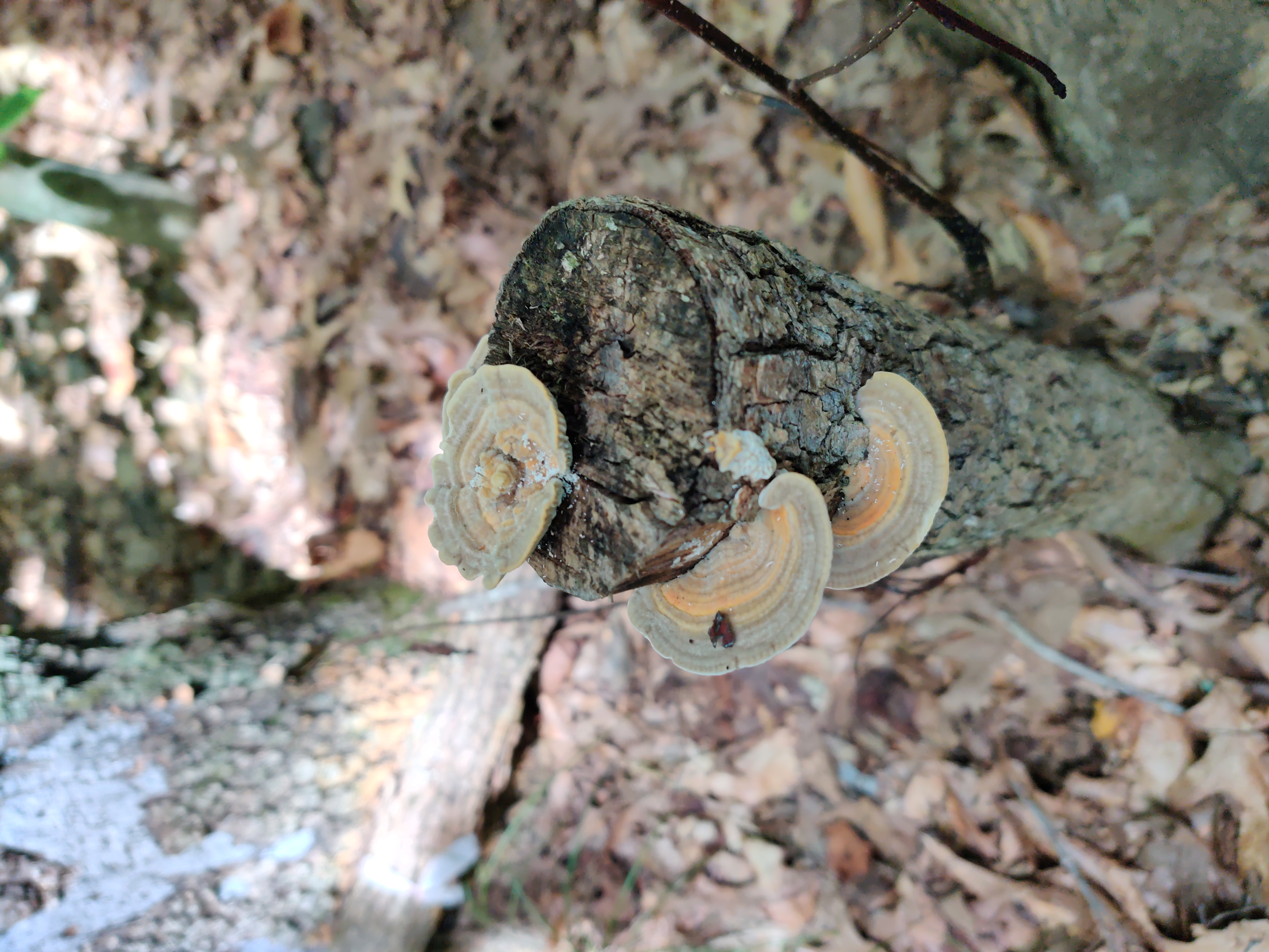 A narrow stump stands in the middle of the image a couple feet tall. On the side of the log are 2 mushrooms fanning out. Like ledges, they are flat and perpendicular to the stump. Ontop of the stump is another mushroom, but this one has 2 fans on both sides forming a cup. Inside is a mass that is also part of the mushroom almost resembling a flower made of mushroom. A narrow stump stands in the middle of the image a couple feet tall. On the side of the log are 2 mushrooms fanning out. Like ledges, they are flat and perpendicular to the stump. Ontop of the stump is another mushroom, but this one has 2 fans on both sides forming a cup. Inside is a mass that is also part of the mushroom almost resembling a flower made of mushroom.
