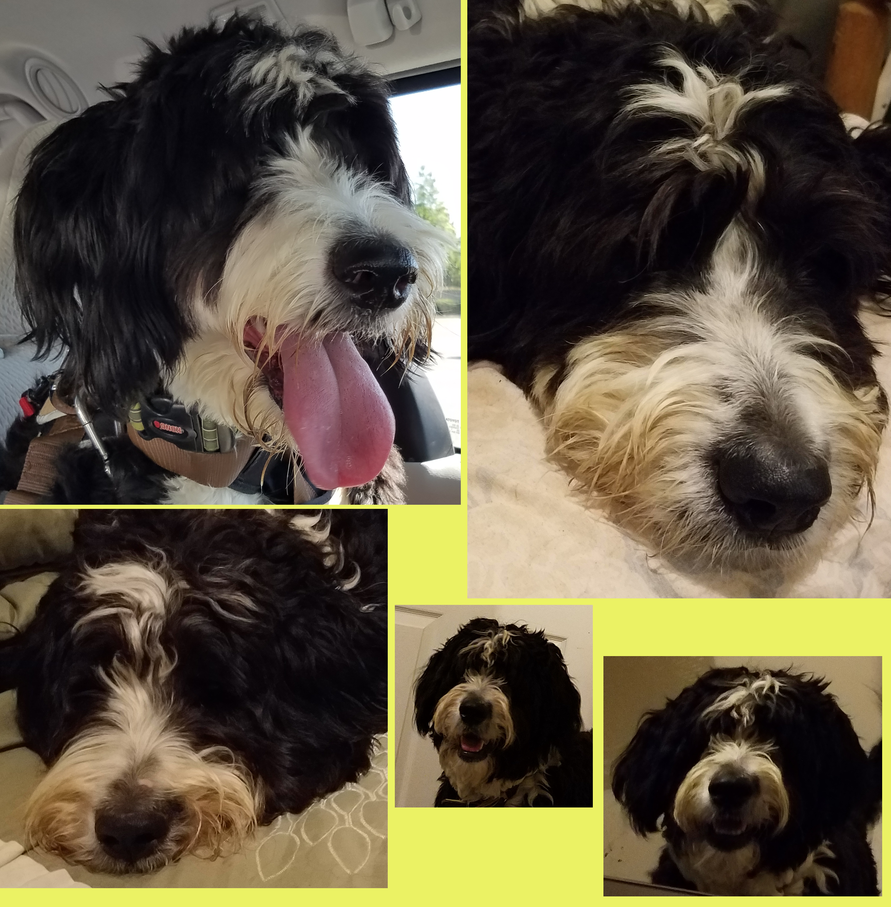 A collage of several images, all of the same dog. Ruka. A collage of several images, all of the same dog. Ruka.