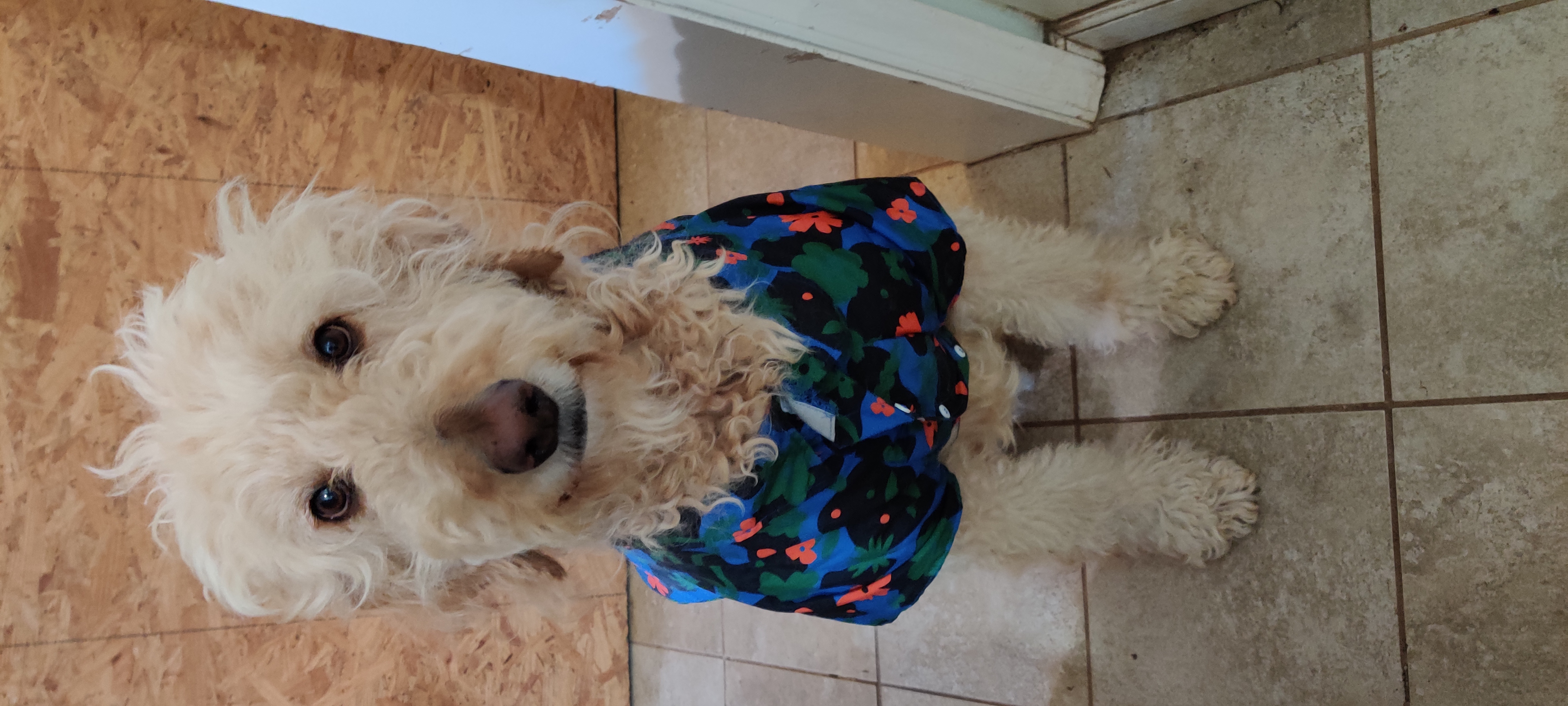 A picture of a goldendoodle wearing a hawaii shirt. He is sitting and looking directly at the camera.