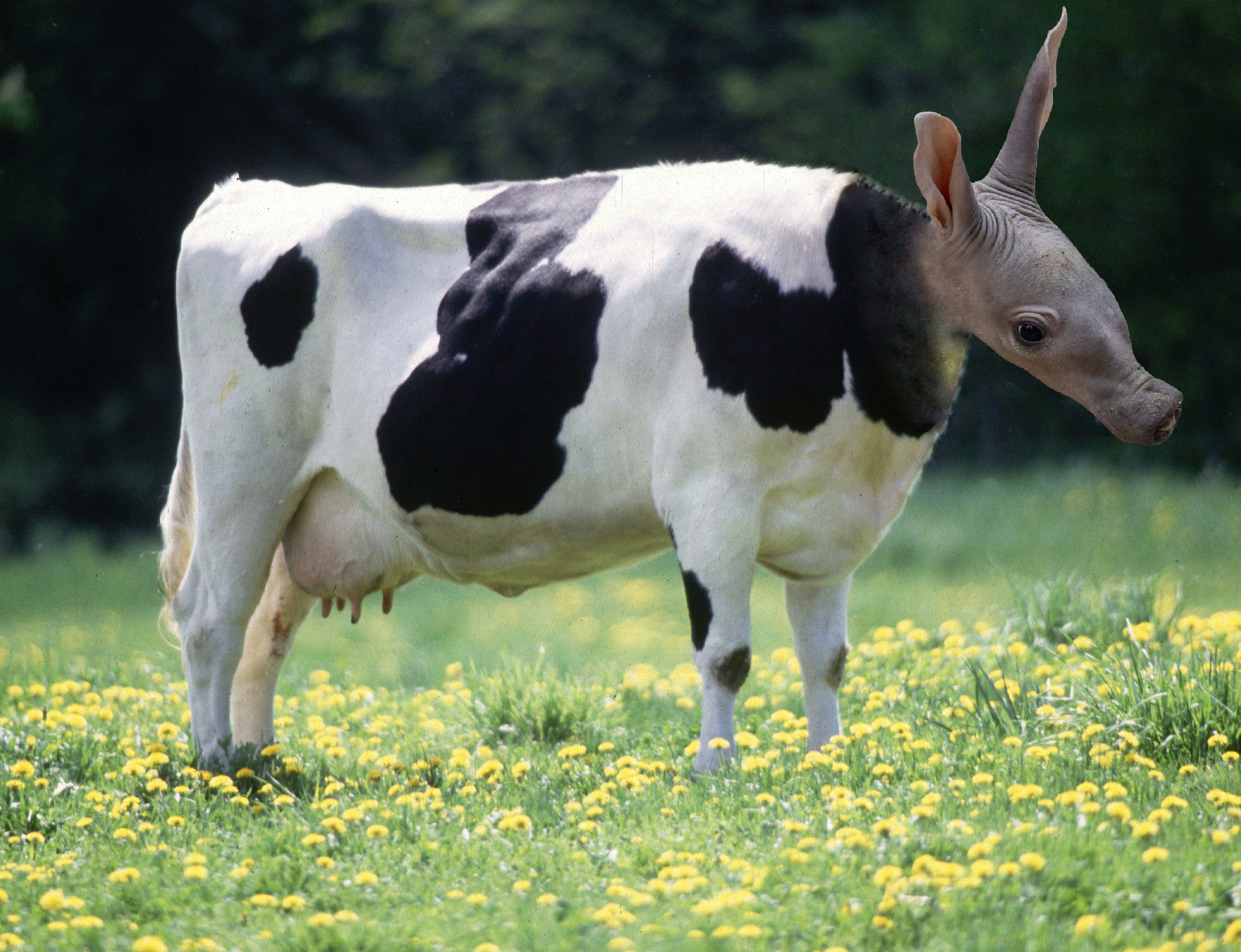 An image of a cow, but the head has been photshop-swapped with the head of an aardvark An image of a cow, but the head has been photshop-swapped with the head of an aardvark