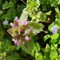 A close up shot of Purple Deadnettle. Small purple flowers are slightly open on all sides of a central shoot.