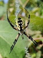 A black and yellow garden spider sitting in the middle of it's web. The web has a denser zig-zag pattern behind the spider running up. It's a close-up shot, and the spider's eyes are visible. The legs have black and cream bands, the head of the spider is furry and grey, while the back end is contrasting yellow and black.