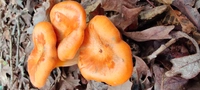 An digital photo of 3 orange mushrooms growing from a pile of dead leaves.