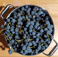 A large kitchen pot is filled to the brim with a bunch of dark blue/purple wine grapes.