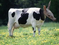 An image of a cow, but the head has been photshop-swapped with the head of an aardvark