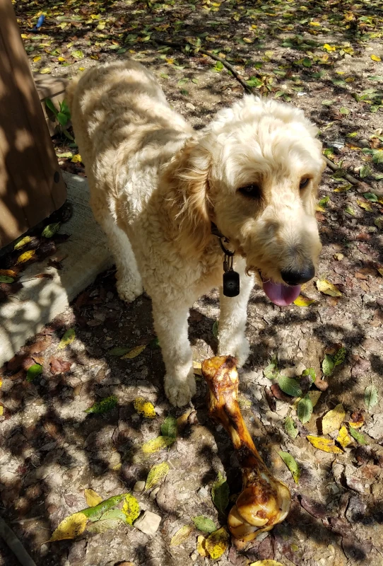 Kheldar a sandy-colored bernedoodle dog is standing, looking out in the distance angled to the camera. There is a large bone at his feet. His tongue is out, it's a bright day, and shadows from a tree above him fall on his fur.
