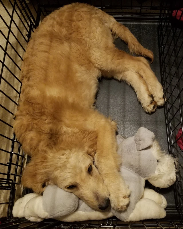 Kheldar, a sandy color goldendoodle puppy laying down in a kennel. His head is propped up on a stuffed toy animal.