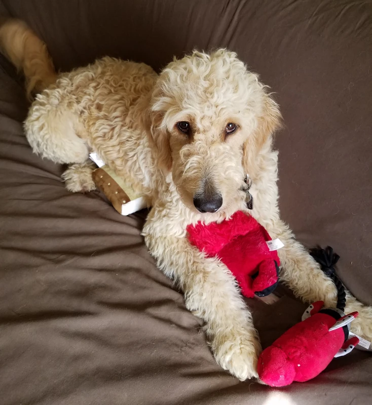 Kheldar as an adult laying on several stuffed toys on a couch, looking into the camera.