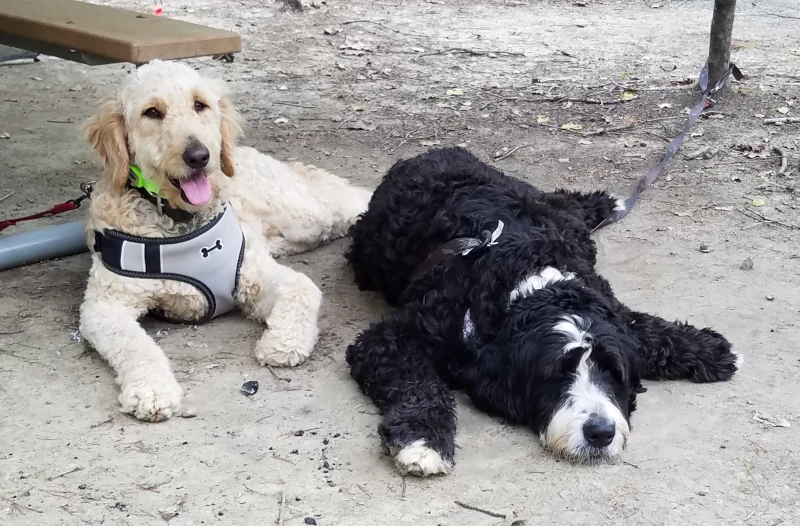 Kheldar and Ruka, both in harnesses laying down in the dirt near a park bench.
