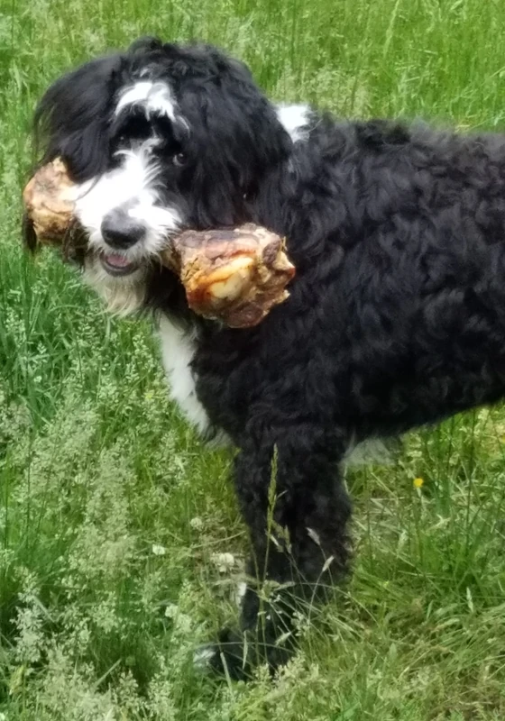 Ruka with long shaggy fur holding a comically large bone amidst wild grass.