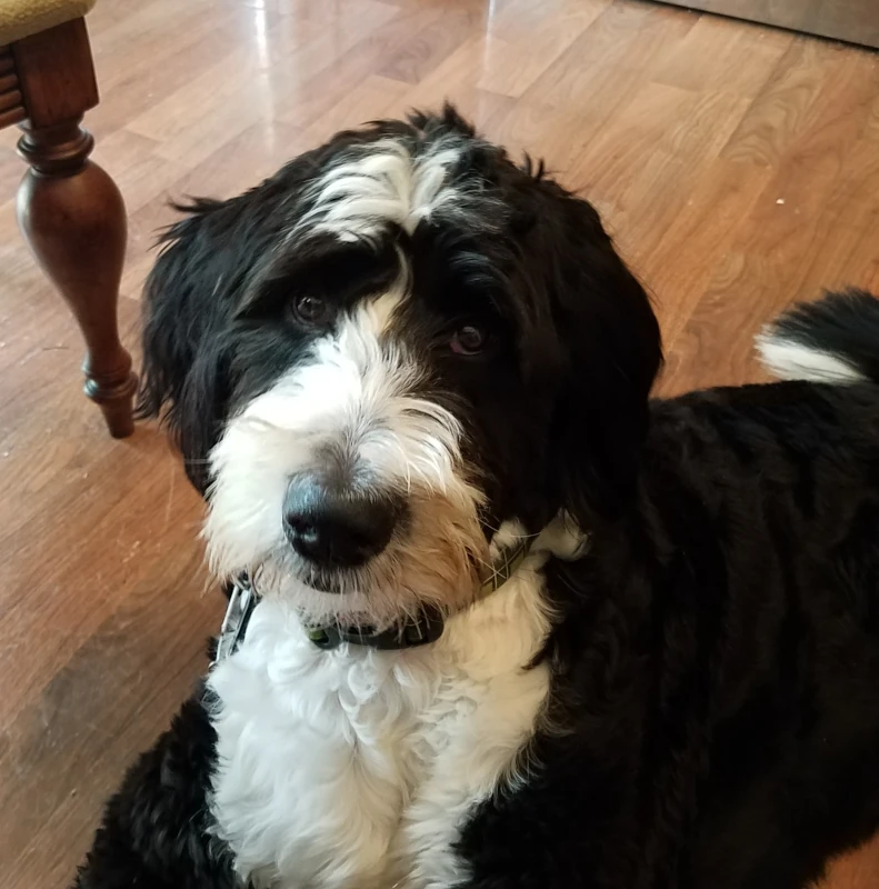 Ruka sitting on a wooden floor directly looking at the camera attentively.