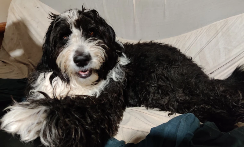 Ruka laying on a couch with dirty protector, paw reaching out to the bottom left of the image. She is looking into the camera.