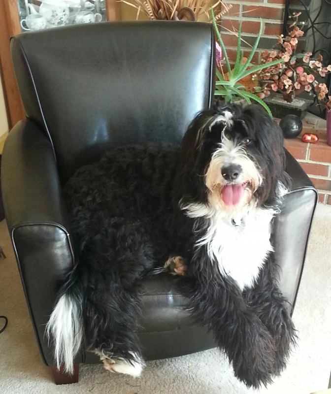 Ruka sitting in an arm chair. The chair is too small to fully accommodate her legs. She does not look concerned by this though as her mouth is open and tongue out.